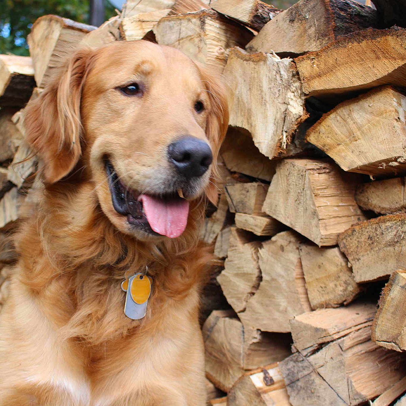 Buddy joined the competition — help win amazing prizes!