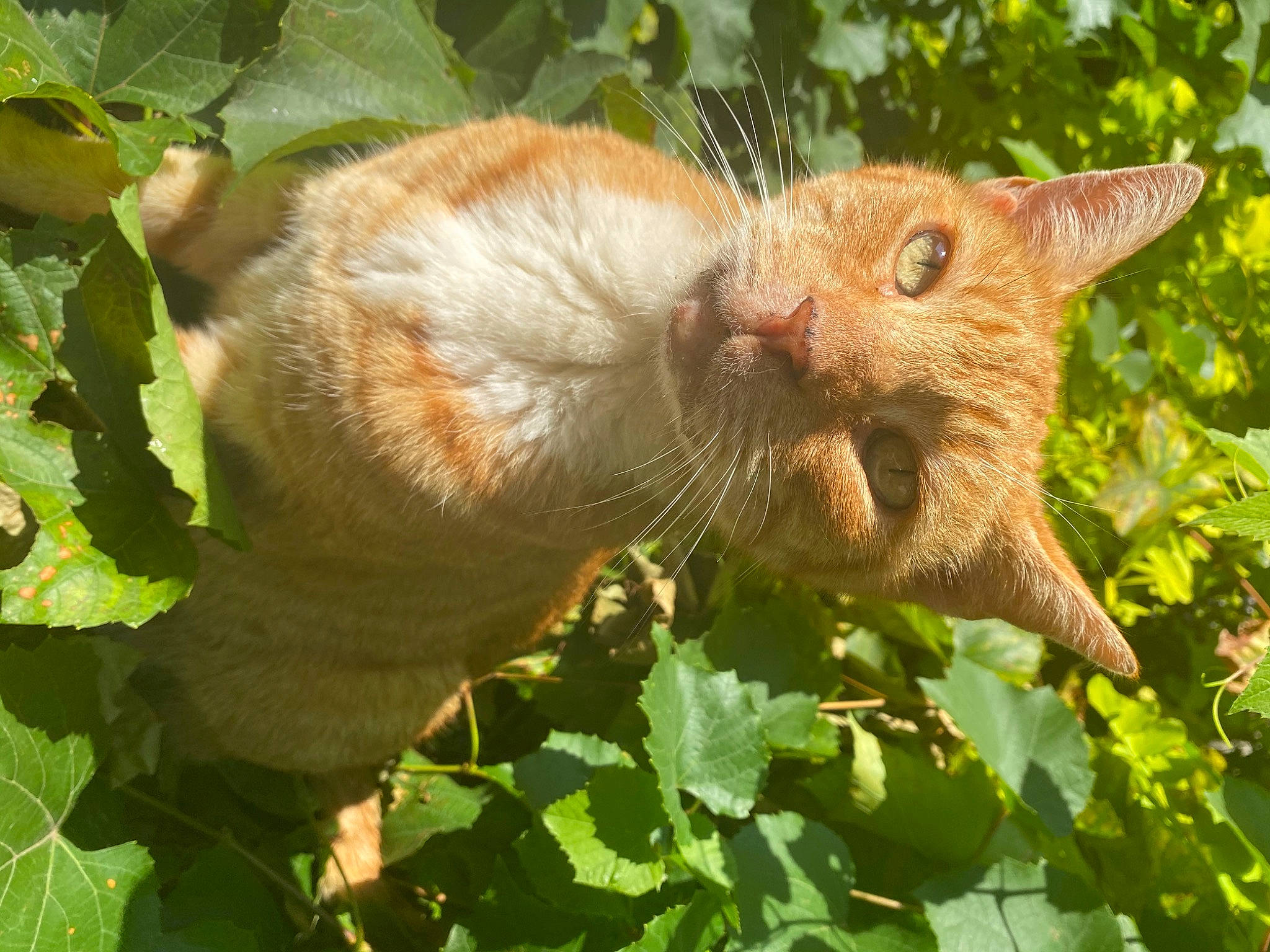 Hector joined the competition — help win amazing prizes! carnivore, cat, claw, domestic_short_haired_cat, fawn, felidae, fox_squirrel, fur, grass, paw, plant, small_to_medium_sized_cats, tail, terrestrial_animal, whiskers, wildlife