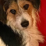 Caleb participe au concours pour gagner de l'argent avec cette photo : animal, black_fur, brown_eyes, canine, close_up, cute, dog, ears, face, fluffy, furry, indoors, looking_at_camera, pet, portrait, red_background, snout, tan_fur, whiskers, white_fur