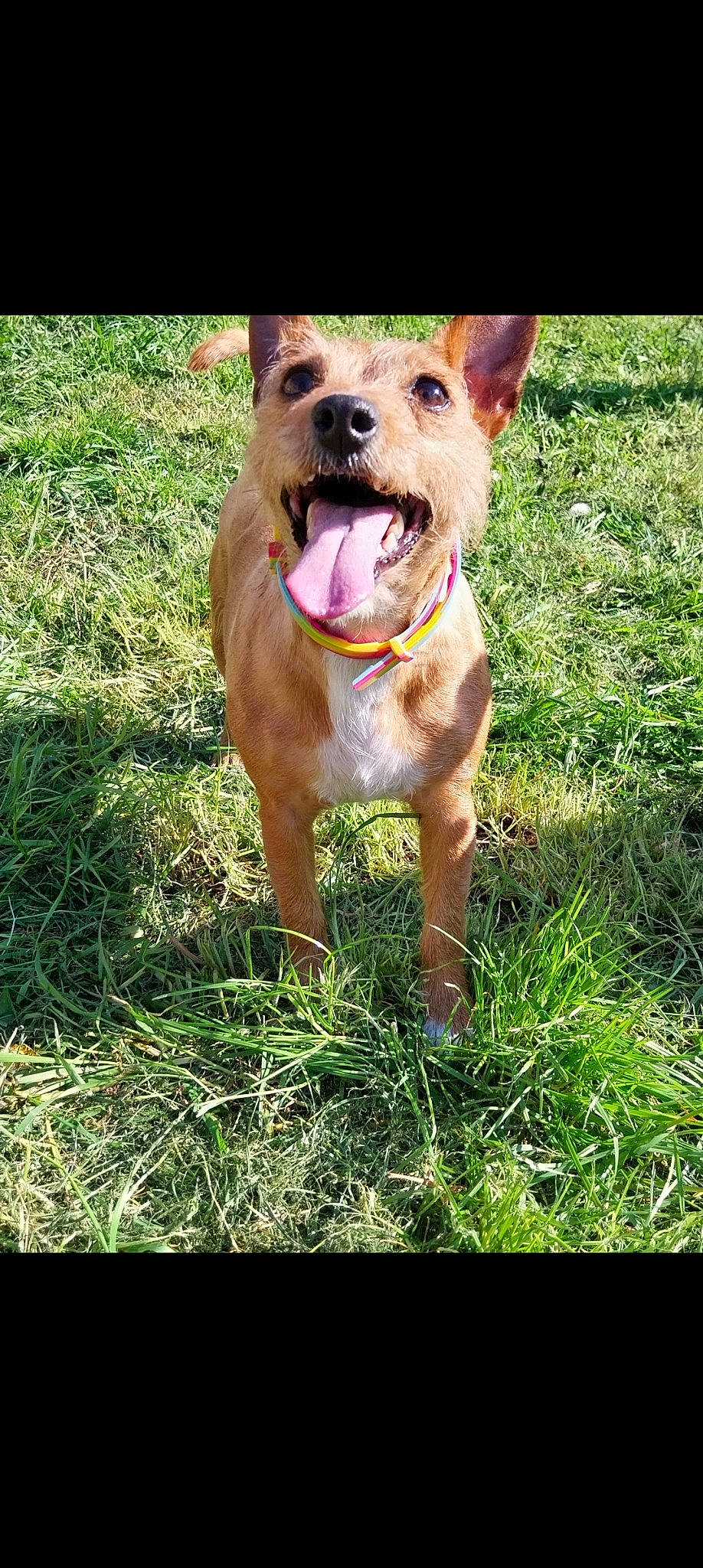 Peppa joined the competition — help win amazing prizes! ball, canidae, carnivore, collar, companion_dog, dog, dog_breed, dog_collar, fawn, grass, gun_dog, leash, liver, plant, retriever, snout, sporting_group, tail, whiskers, working_animal