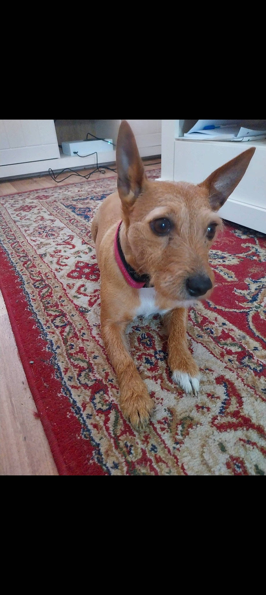 Peppa is registered to the contest to win money with this photo: carnivore, collar, companion_dog, dog, dog_breed, dog_supply, fawn, flooring, hardwood, paw, pet_supply, rectangle, snout, tail, terrestrial_animal, terrier, toy_dog, whiskers, wood, working_animal