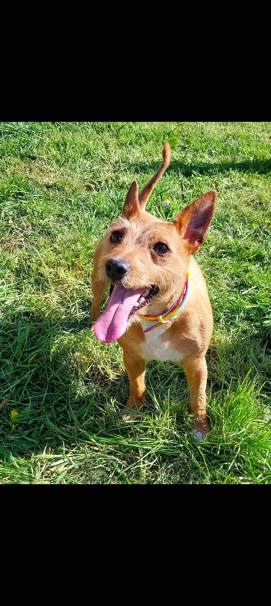 Peppa joined the competition — help win amazing prizes! canidae, carnivore, collar, companion_dog, dog, dog_breed, dog_clothes, dog_collar, fawn, grass, groundcover, guard_dog, happy, plant, puppy, sporting_group, tail, whiskers, working_animal, working_dog