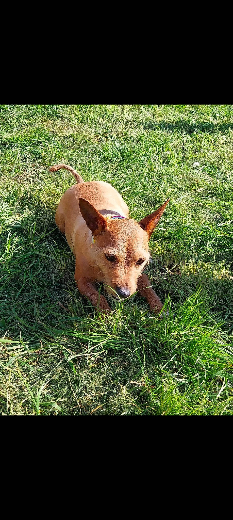 Peppa is registered to the contest to win money with this photo: ancient_dog_breeds, canidae, carnivore, companion_dog, dog, dog_breed, grass, grassland, groundcover, hunting_dog, non_sporting_group, pasture, plant, sporting_group, tail, terrestrial_animal, toy_dog, whiskers, working_animal