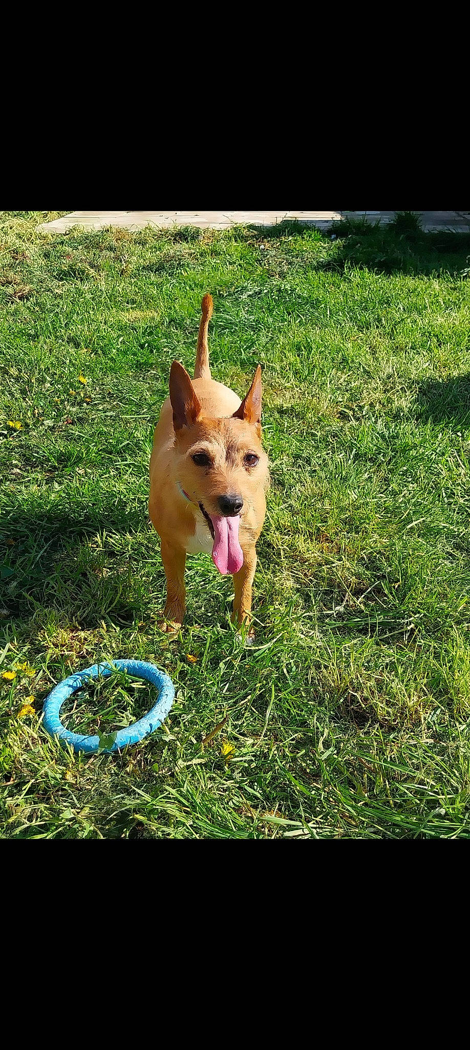 Peppa joined the competition — help win amazing prizes! canidae, carnivore, companion_dog, dog, dog_breed, dog_supply, electric_blue, fawn, garden_hose, grass, lawn, non_sporting_group, plant, sporting_group, tail, toy_dog, working_dog, yard