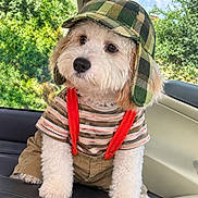 Caramelo joined the competition — help win amazing prizes! dog, puppy, fluffy, white_fur, camouflage_hat, striped_shirt, suspenders, pants, dressed_pet, car, car_seat, vehicle, outdoor, trees, greenery, portrait, sitting, cute, pet, fashion