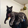 cat, gray_cat, pet, indoor, person_holding_cat, hand, wide_eyes, fur, whiskers, paws, cabinet, vase, wall, clothing, long_tail, domestic_animal, animal, feline, household, curious