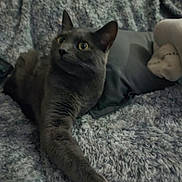 Osiris participe au concours pour gagner de l'argent avec cette photo : animal, blanket, cat, close_up, cozy, curious, ears, feline, fur, gray_cat, home, indoor, laying_down, pet, pillow, plush_toy, relaxed, soft_texture, stretching, whiskers