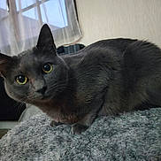 Osiris participe au concours pour gagner de l'argent avec cette photo : cat, gray_cat, indoor, pet, animal, feline, curious, soft_texture, blanket, window, curtain, yellow_eyes, close_up, fur, whiskers, resting, cozy, domestic, looking, portrait