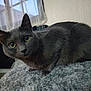 cat, gray_cat, indoor, pet, animal, feline, curious, soft_texture, blanket, window, curtain, yellow_eyes, close_up, fur, whiskers, resting, cozy, domestic, looking, portrait