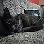 cat, gray_cat, pet, animal, feline, indoor, blanket, couch, pillow, resting, curious, wide_eyes, fur, tail, cozy, home, soft_texture, relaxed, close_up, portrait