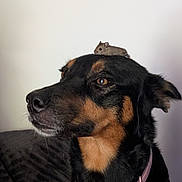 Aïka participe au concours pour gagner de l'argent avec cette photo : dog, mouse, animal, pet, collar, black_dog, brown_dog, small_mouse, indoor, white_wall, cute, calm, fur, mammal, companion, friendship, closeup, portrait, domestic_animal, animal_interaction