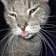 Romeo joined the competition — help win amazing prizes! cat, gray_cat, close_up, portrait, face, whiskers, tongue, pink_tongue, green_eyes, ears, fur, short_hair, animal, pet, funny, unimpressed, stare, indoor, dark_background, photography