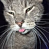 cat, gray_cat, close_up, portrait, face, whiskers, tongue, pink_tongue, green_eyes, ears, fur, short_hair, animal, pet, funny, unimpressed, stare, indoor, dark_background, photography