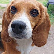 Sky participe au concours pour gagner de l'argent avec cette photo : animal, architecture, beagle, building, canine, dog, grass, grove, hound, lawn, nature, outdoors, park, pet, plant, puppy, shelter, snout, tree, whitedog