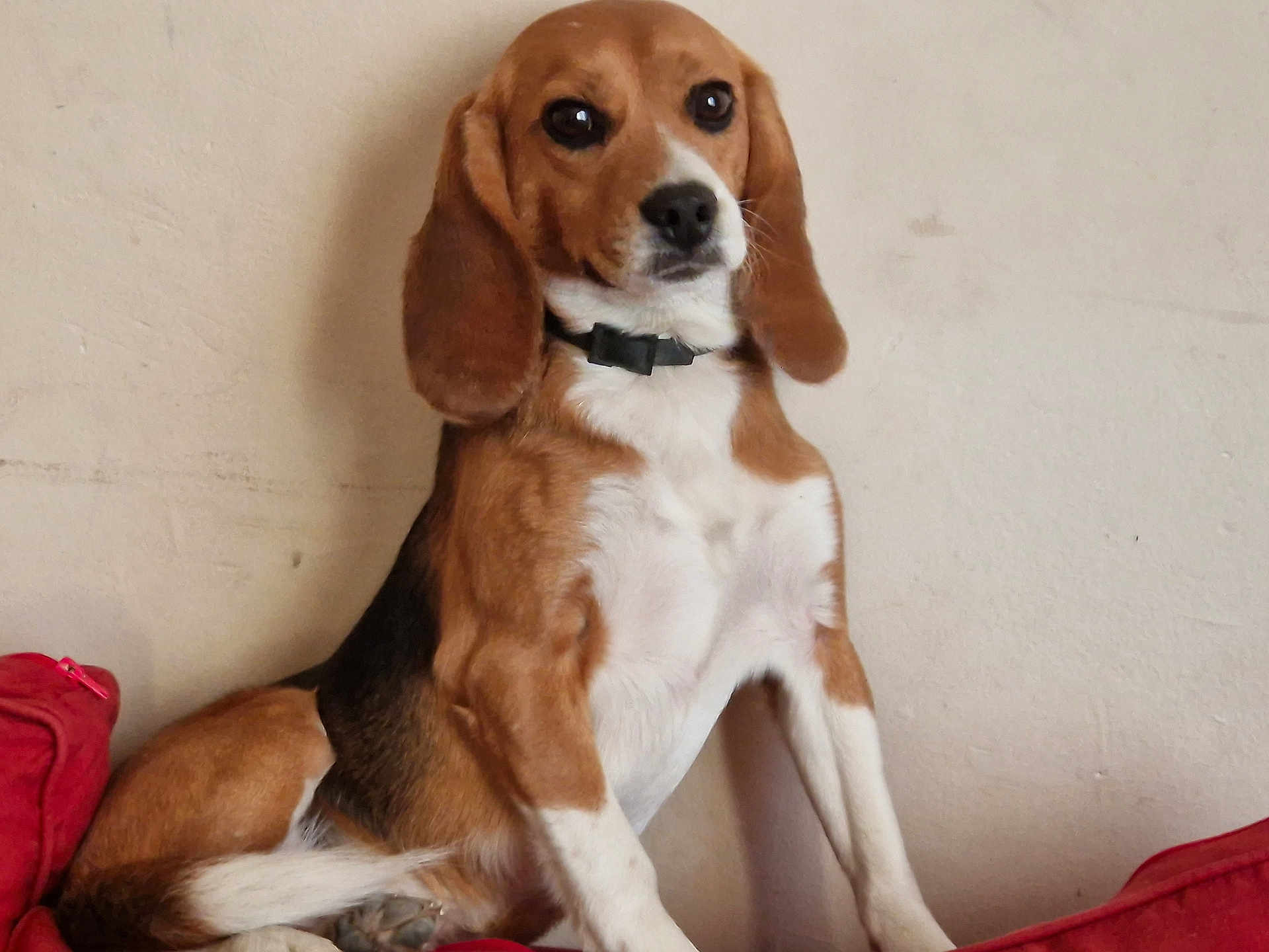 Sky participe au concours pour gagner de l'argent avec cette photo : animal, beagle, canine, cockerspaniel, dog, hound, pet, puppy, snout