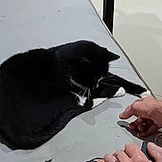 Smookie a rejoint le concours — aidez-le/la à gagner de superbes lots ! animal, bodypart, cat, doctor, electronics, face, finger, furniture, hand, happy, head, indoors, interiordesign, kitten, mobilephone, pen, person, pet, phone, smile