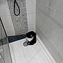 animal, basin, bathing, bathroom, bathtub, cat, indoors, person, pet, room, shower, tub