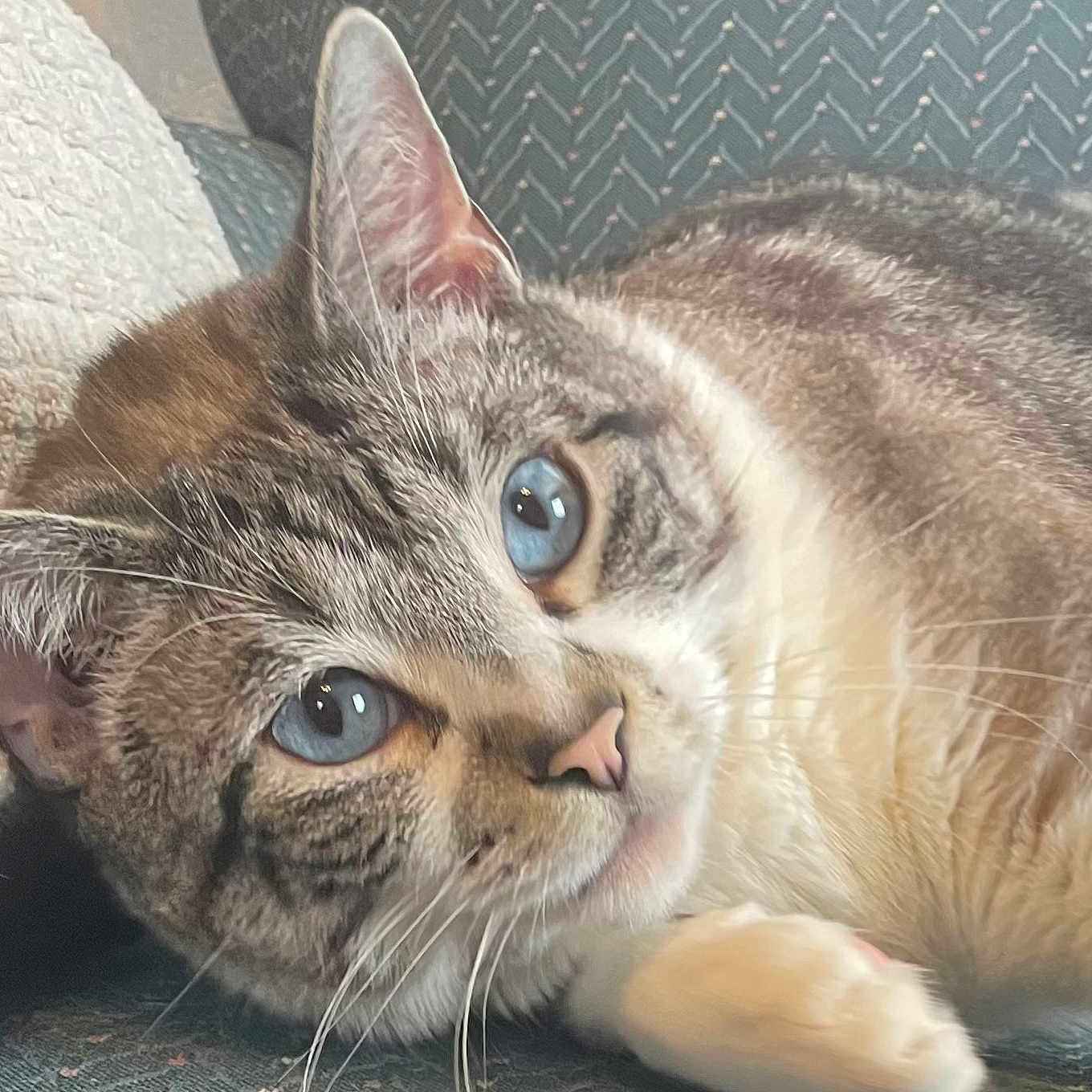 Tator