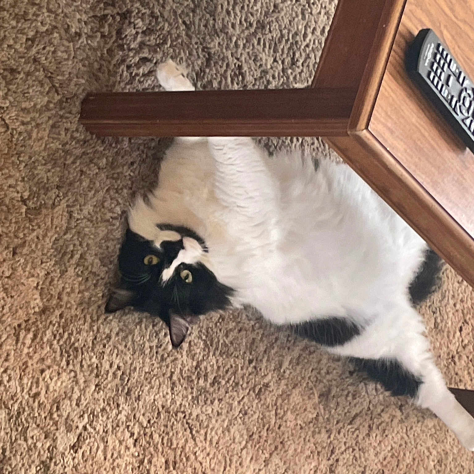 Spudy