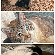 Purr joined the competition — help win amazing prizes! cat, black_and_white_cat, tabby_cat, blue_eyed_cat, indoor, carpet, blanket, close_up, pet, feline, cute, relaxed, lying_down, whiskers, ears, portrait, animal, domestic_cat, fur, pink_nose