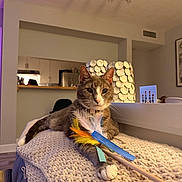 Phillip joined the competition — help win amazing prizes! cat, indoor, knit_blanket, feather_toy, furniture, living_room, cozy, pet, relaxed, gray_cat, white_paws, collar, table, decor, lamp, wood_floor, wall_art, chair, window, houseplant
