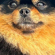 Papaye participe au concours pour gagner de l'argent avec cette photo : adorable, animal, black, close_up, cute, dog, domestic_animal, expression, face, fluffy, fur, furry, looking_at_camera, mammal, orange, pet, pomeranian, portrait, small_dog, whiskers