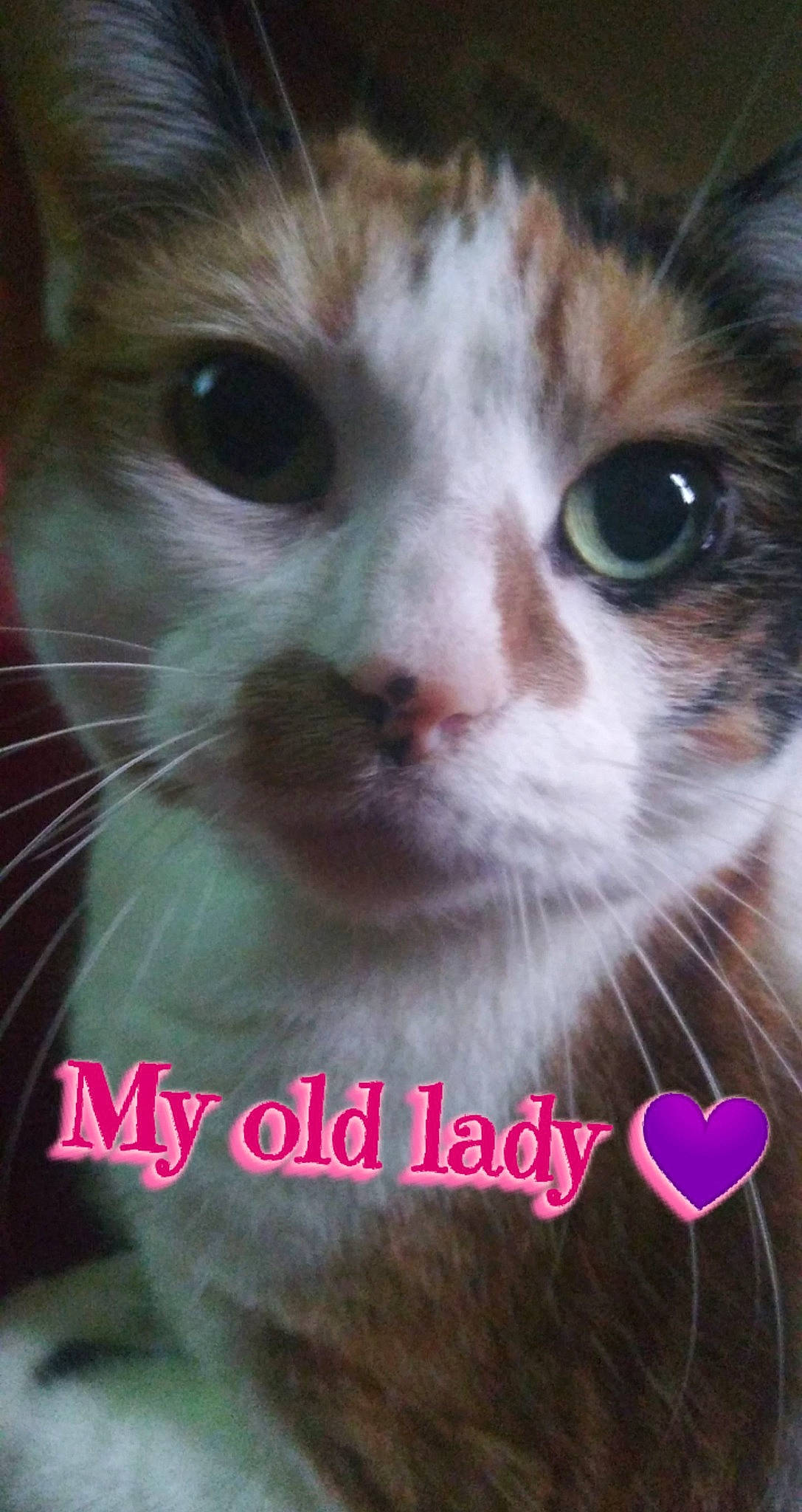 Precious is registered to the contest to win money with this photo: carnivore, cat, domestic_short_haired_cat, eyelash, felidae, font, fur, happy, organism, paw, pet_supply, photo_caption, photography, small_to_medium_sized_cats, surprised, whiskers, wildlife