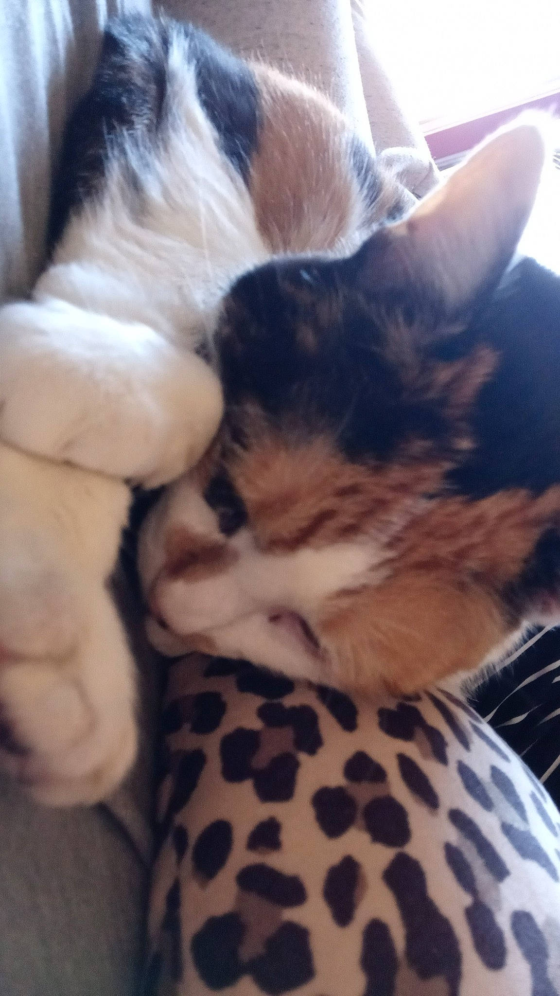 Precious is registered to the contest to win money with this photo: bed, carnivore, cat, claw, cloud, comfort, domestic_short_haired_cat, ear, fawn, felidae, foot, fur, lap, nap, paw, sky, small_to_medium_sized_cats, snout, tail, whiskers