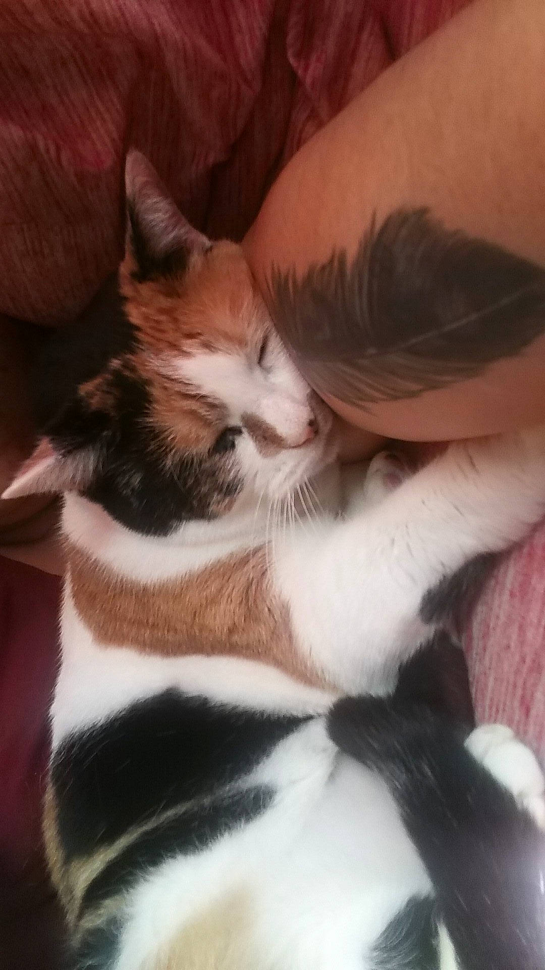 Precious is registered to the contest to win money with this photo: canidae, carnivore, cat, claw, comfort, companion_dog, domestic_short_haired_cat, ear, fawn, felidae, foot, fur, gesture, human_leg, lap, paw, small_to_medium_sized_cats, snout, tail, whiskers