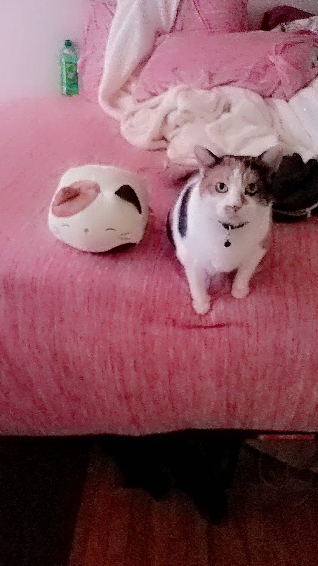 Precious joined the competition — help win amazing prizes! ball, carnivore, comfort, companion_dog, fawn, felidae, football, hamster, hardwood, mammal, pink, rodent, small_to_medium_sized_cats, snout, soccer, sports_equipment, vertebrate, whiskers, white, wood