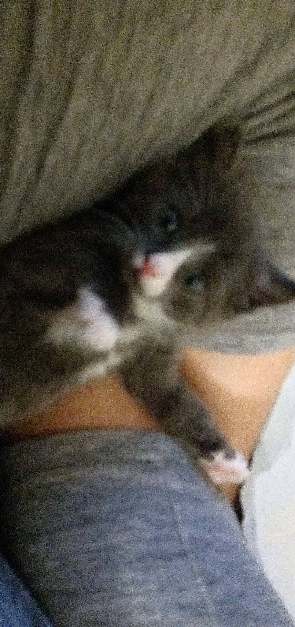 Meow Meow is registered to the contest to win money with this photo: carnivore, cat, claw, comfort, domestic_short_haired_cat, felidae, flooring, fur, grey, hardwood, human_leg, nap, paw, sleep, small_to_medium_sized_cats, snout, tail, thigh, whiskers, wood