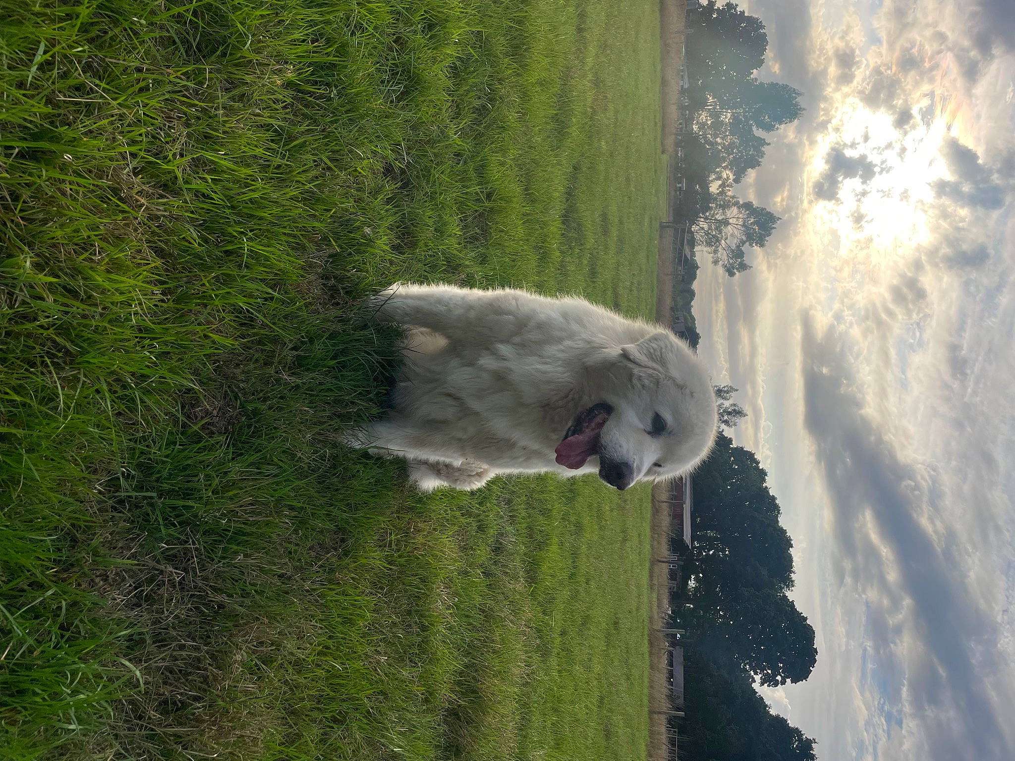 Lola joined the competition — help win amazing prizes! _geese_and_swans, beak, cloud, cumulus, ducks, feather, grass, grassland, landscape, plant, reflection, rock, seabird, sky, sporting_group, tail, terrain, tree, water, wing