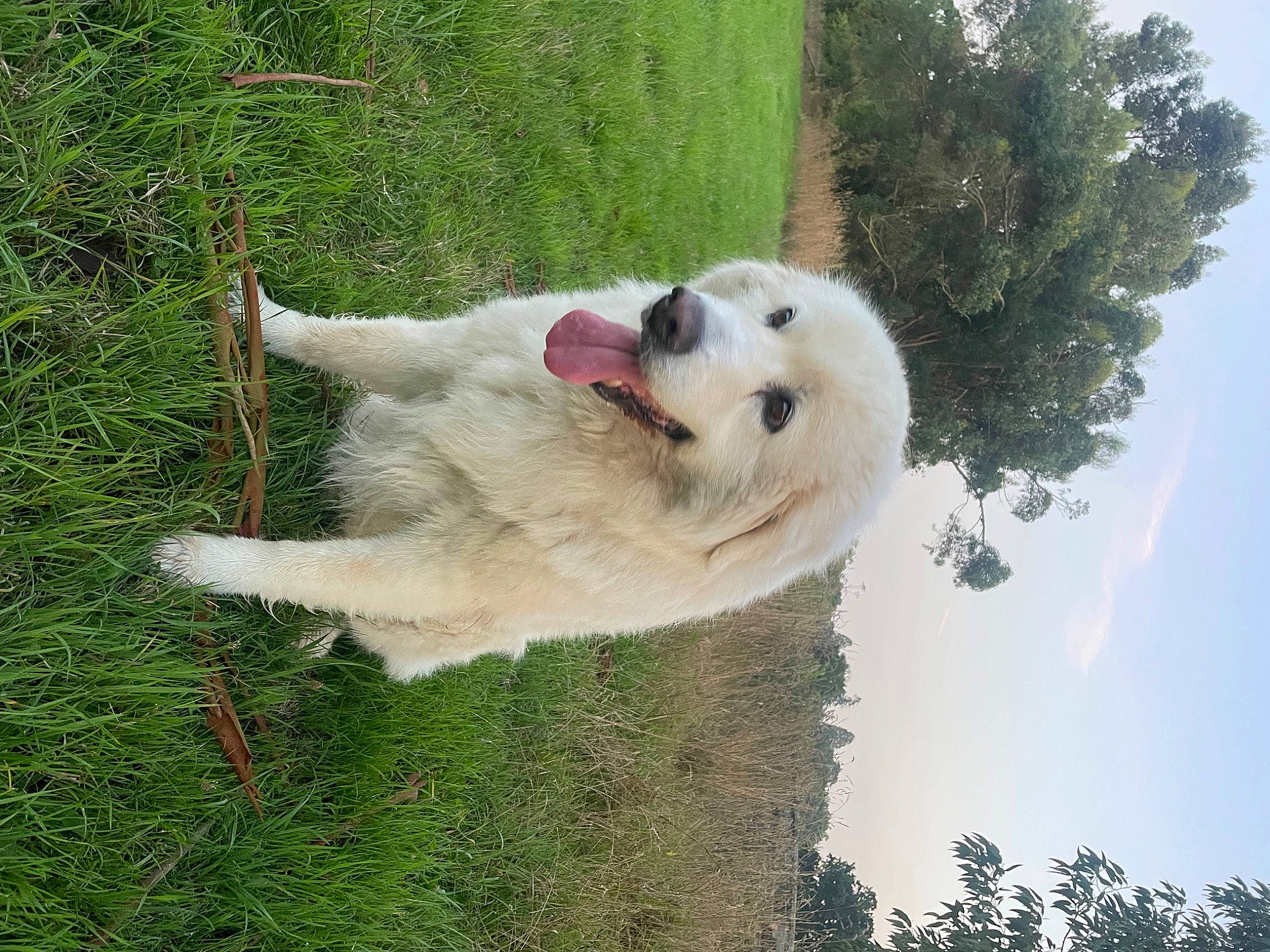 Lola joined the competition — help win amazing prizes! ancient_dog_breeds, carnivore, cloud, collar, companion_dog, dog, dog_breed, dog_collar, fang, grass, great_pyrenees, kuvasz, livestock_guardian_dog, maremma_sheepdog, plant, polish_tatra_sheepdog, sky, slovak_cuvac, tree, working_dog