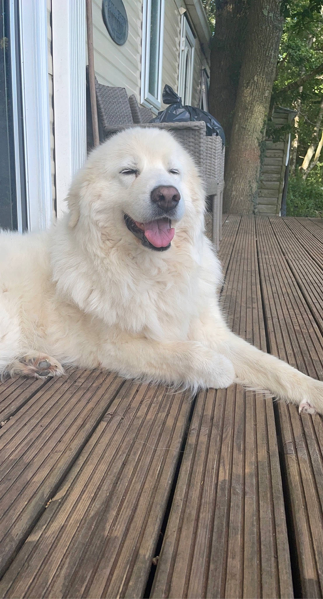 Lola joined the competition — help win amazing prizes! canidae, carnivore, companion_dog, deck, dog, dog_breed, fang, flooring, fur, hardwood, kuvasz, pet_supply, plank, plant, snout, sporting_group, tree, wood, working_animal, working_dog