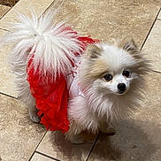 Harley joined the competition — help win amazing prizes! dog, pomeranian, pet, fluffy, small_dog, red_dress, fur, cute, indoors, tiled_floor, animal, looking_up, companion, domestic_animal, adorable, standing, white_fur, brown_fur, tiny, costume