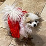 dog, pomeranian, pet, fluffy, small_dog, red_dress, fur, cute, indoors, tiled_floor, animal, looking_up, companion, domestic_animal, adorable, standing, white_fur, brown_fur, tiny, costume