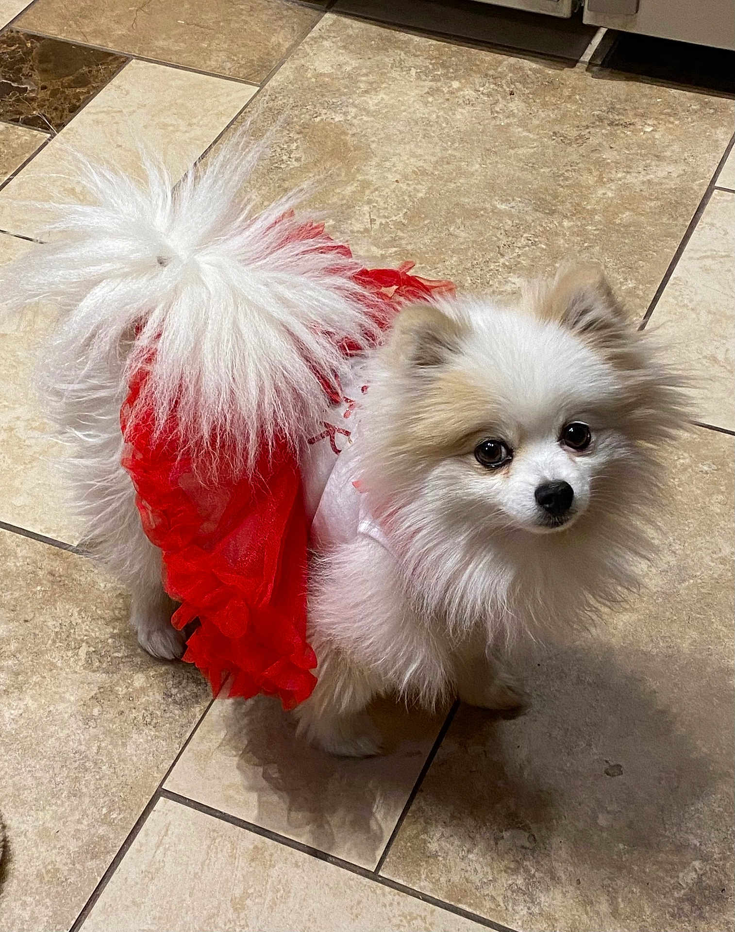 Harley