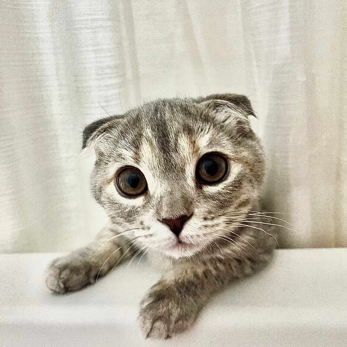 Stormy joined the competition — help win amazing prizes! abyssinian, angora, animal, bathing, bathtub, cat, curtain, face, gray, head, kitten, manx, person, pet, photography, portrait, showercurtain, sink, snout, tub