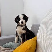 Arya a rejoint le concours — aidez-le/la à gagner de superbes lots ! animal, black_and_white, blanket, collar, couch, cozy, cute, dog, fur, furniture, gray_pillow, indoor, looking, pet, pillow, puppy, sitting, white_wall, yellow_pillow, young_dog
