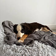 Arya participe au concours pour gagner de l'argent avec cette photo : puppy, dog, bed, blanket, fluffy, indoor, resting, cute, cozy, fur, black_and_white, brown, white_wall, floor, calm, pet, animal, laying_down, soft_texture, relaxed