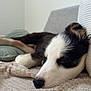 animal, black_and_white, blanket, canine, closeup, comfort, cozy, cushion, dog, fur, home, indoor, laying_down, nose, peaceful, pet, relaxation, resting, sleeping, soft