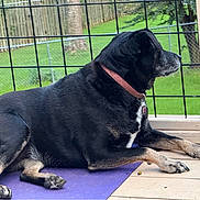 Lexi joined the competition — help win amazing prizes! dog, black_dog, pet, animal, lying_down, purple_mat, fence, outdoor, grass, yard, collar, muzzle, paw, quiet, calm, side_view, wooden_floor, greenery, domestic_animal, resting