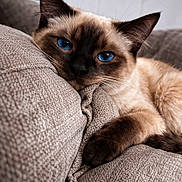 Sassy is registered to the contest to win money with this photo: blue_eyes, cat, close_up, couch, cozy, ears, fabric_texture, face, fur, indoor, living_room, nose, paw, pet, portrait, relaxed, siamese_cat, sleepy, sofa, whiskers