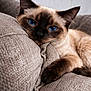 blue_eyes, cat, close_up, couch, cozy, ears, fabric_texture, face, fur, indoor, living_room, nose, paw, pet, portrait, relaxed, siamese_cat, sleepy, sofa, whiskers