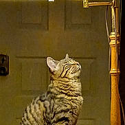 Tigger joined the competition — help win amazing prizes! cat, tabby, lamp, indoor, pet, feline, striped, cozy, sitting, calm, warm_light, vintage_lamp, wooden_lamp_stand, household, domestic, fur, relaxed, side_profile, closed_eyes, quiet