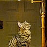 cat, tabby, lamp, indoor, pet, feline, striped, cozy, sitting, calm, warm_light, vintage_lamp, wooden_lamp_stand, household, domestic, fur, relaxed, side_profile, closed_eyes, quiet