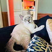 Mako joined the competition — help win amazing prizes! animal, blue_eyes, cat, curious, cushion, cute, domestic, fabric, feline, fur, home, indoor, kitchen, light, lounging, pet, portrait, relaxed, tail, whiskers