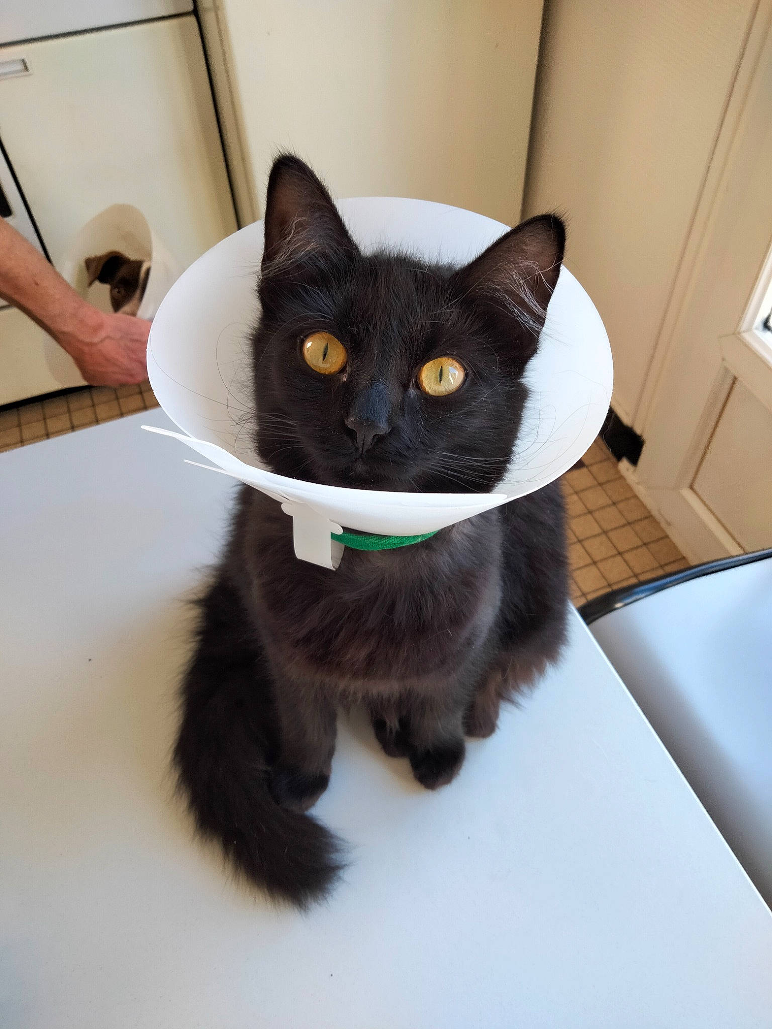 Violette a rejoint le concours — aidez-le/la à gagner de superbes lots ! black_cat, bombay, carnivore, cat, cat_supply, claw, collar, comfort, domestic_short_haired_cat, felidae, flooring, fur, paw, pet_supply, small_to_medium_sized_cats, snout, tail, whiskers, window, working_animal