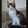 Moka a rejoint le concours — aidez-le/la à gagner de superbes lots ! animal, bed, cat, curious, cute, domestic, ears, feline, fur, furry, heterochromia, indoor, kitten, pet, portrait, sitting, soft, tail, whiskers, young