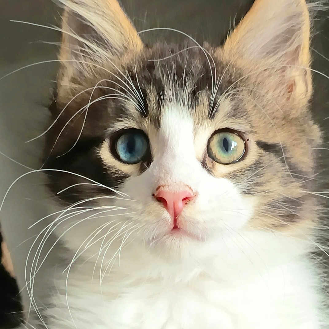 Moka participe au concours pour gagner de l'argent avec cette photo : kitten, cat, close_up, heterochromia, blue_eye, green_eye, whiskers, pink_nose, fluffy, fur, portrait, cute, pet, animal, young, domestic_cat, eyes, face, mammal, feline